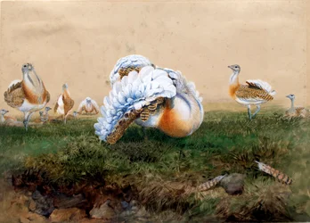 Great Bustards